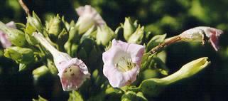 Beskrivelse: Tobaks plantens blomst