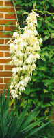 Flourishing Palmlily in her Garden with link to a Danish garden site